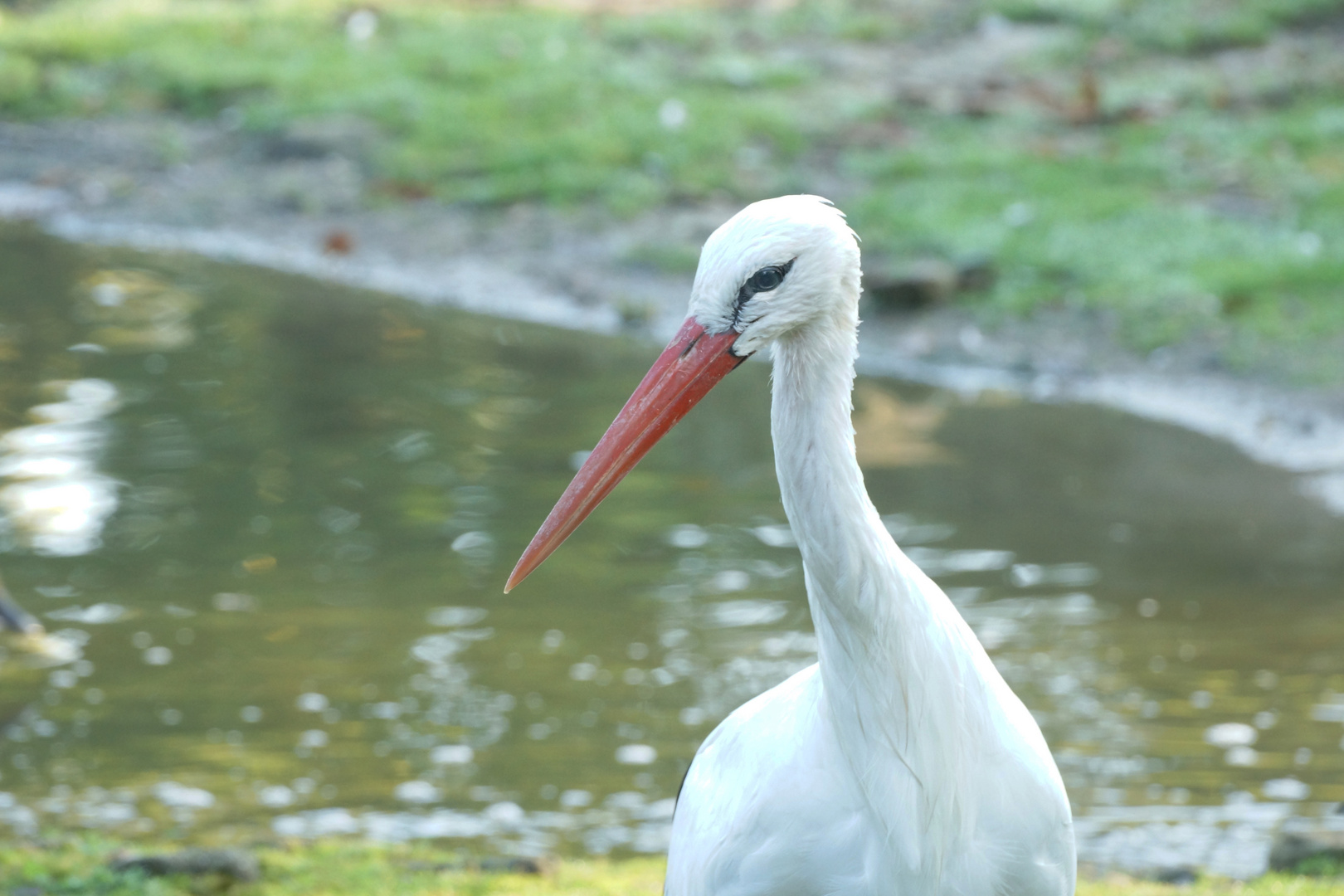 Storch