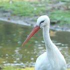 Storch