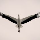 Storch