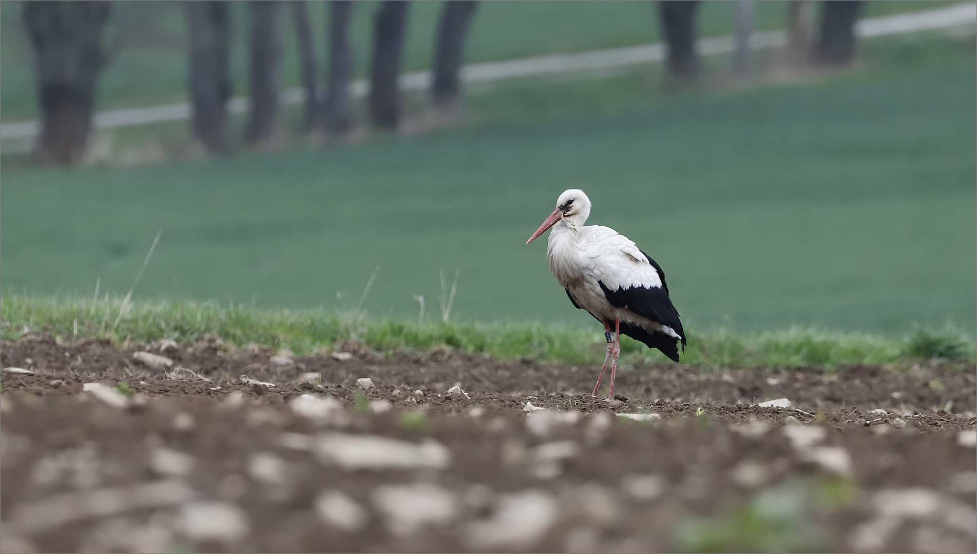 Storch