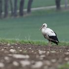 Storch