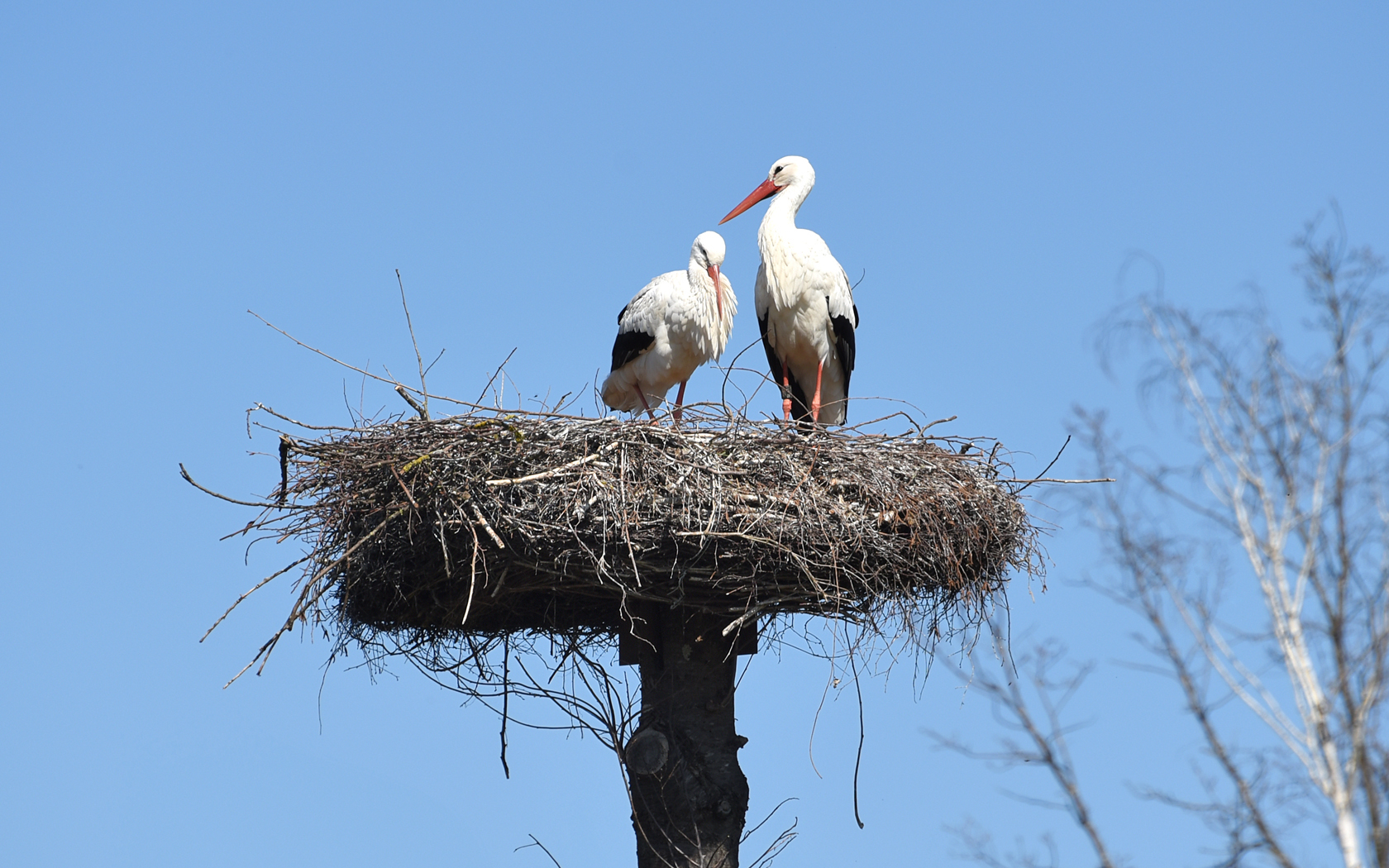 Storch