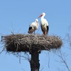 Storch