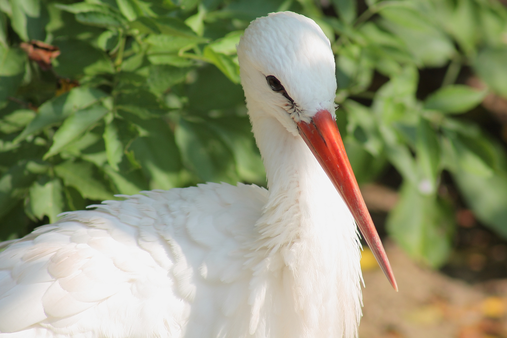 Storch