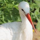 Storch