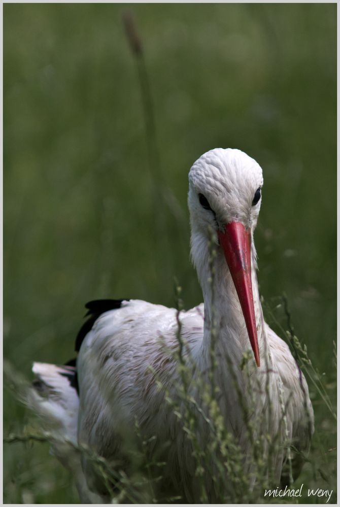 Storch