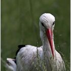 Storch