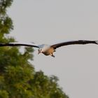 Storch