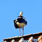 Storch