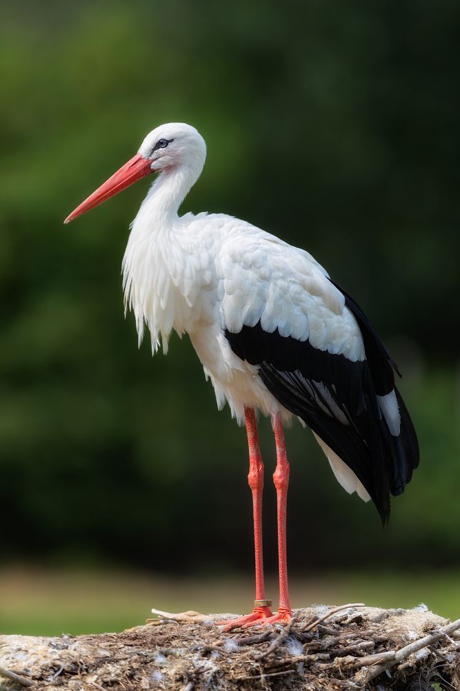 Storch Foto & Bild fotos, art, canon Bilder auf