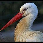 Storch