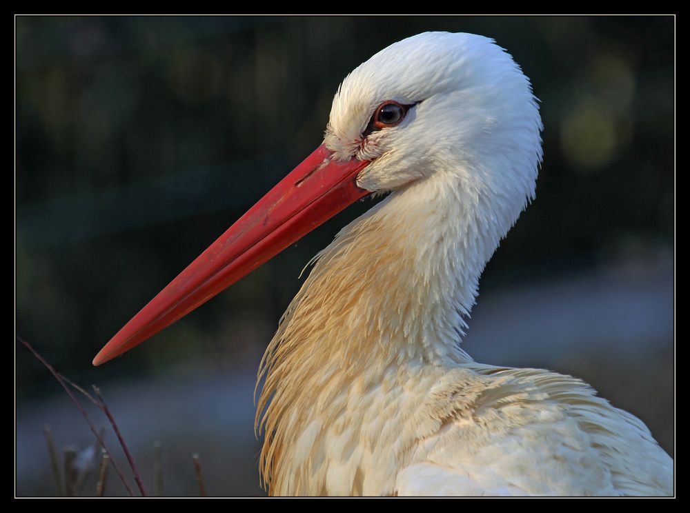 Storch