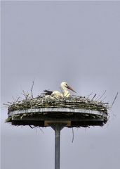 Storch