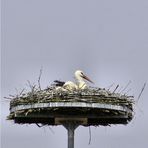 Storch