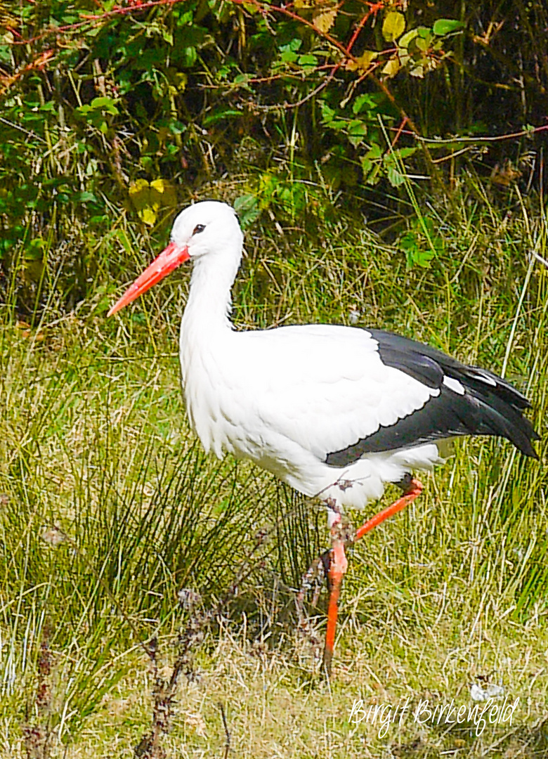 Storch