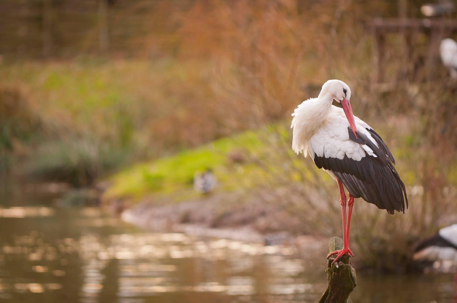 Storch