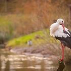 Storch