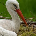 Storch