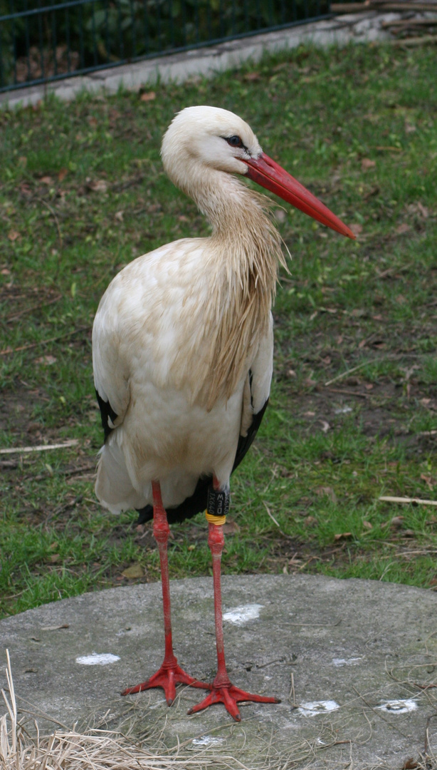 storch