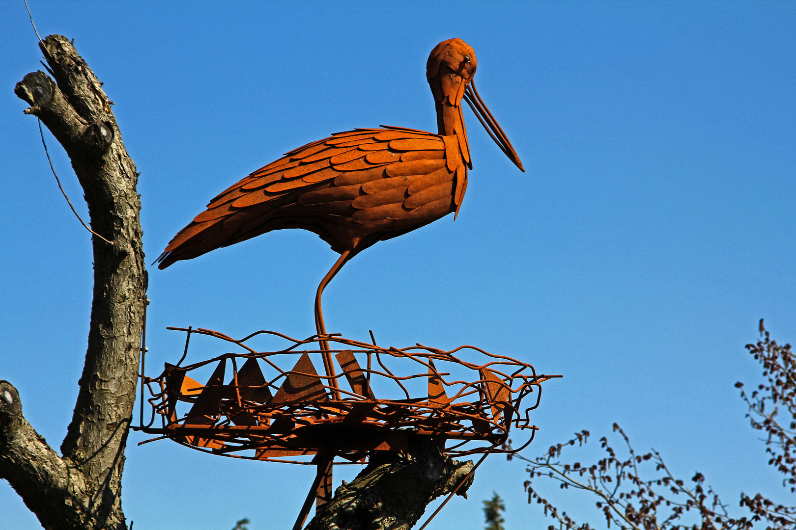 Storch