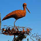 Storch