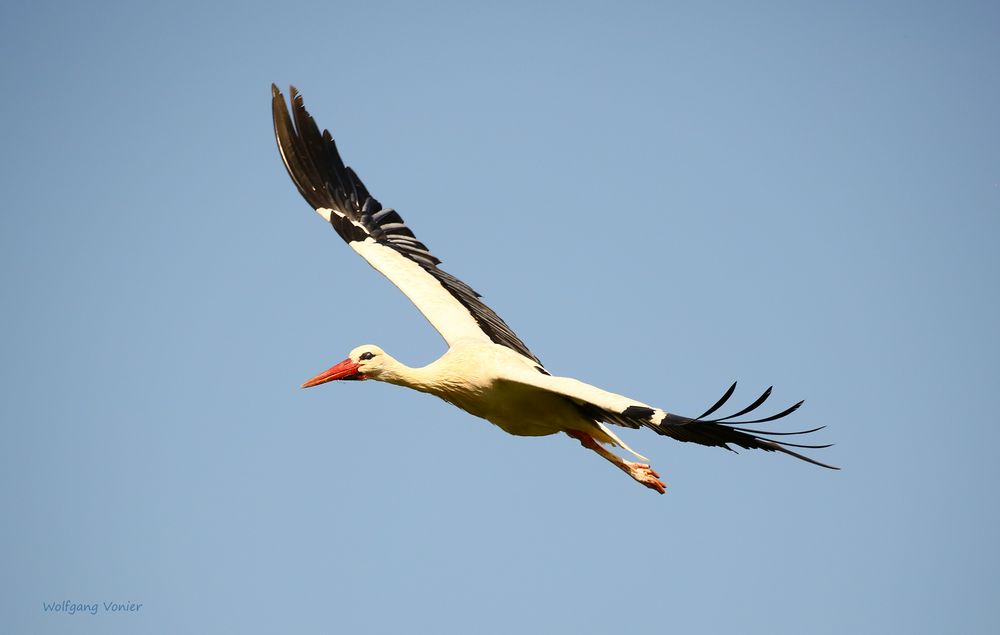 Storch 