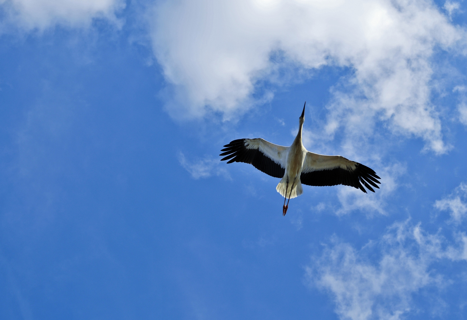 Storch