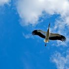 Storch