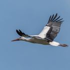 Storch