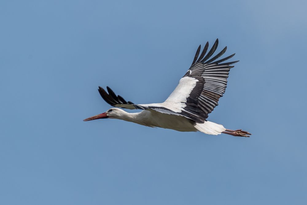 Storch