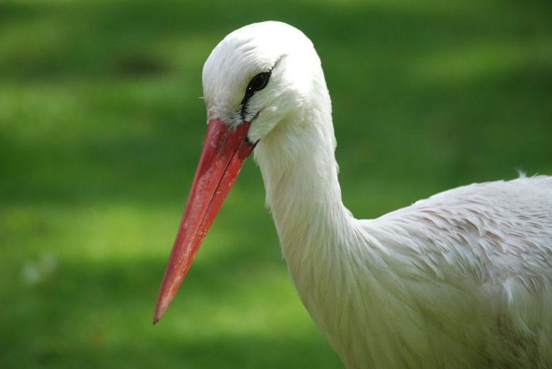 Storch