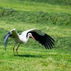 Storch 3