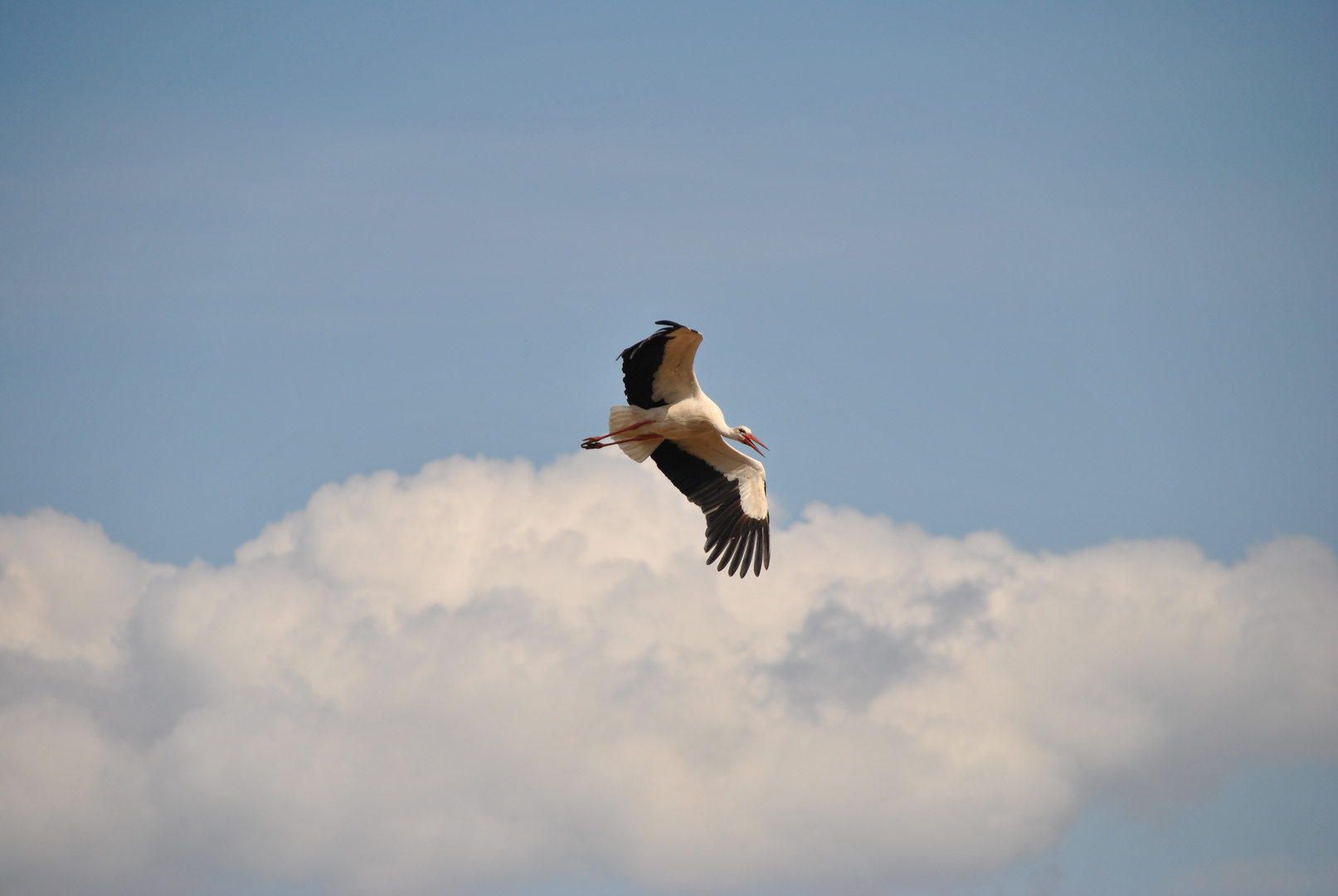 Storch 3