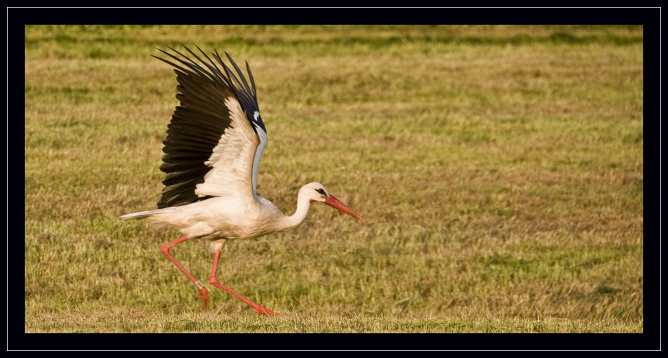 Storch 3