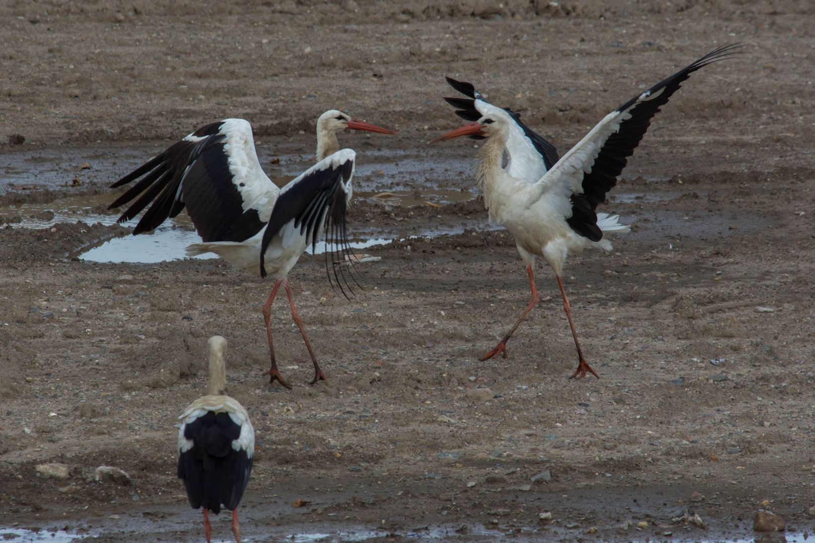 Storch-3