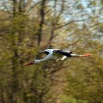 Storch -3-