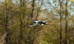 Storch -3-