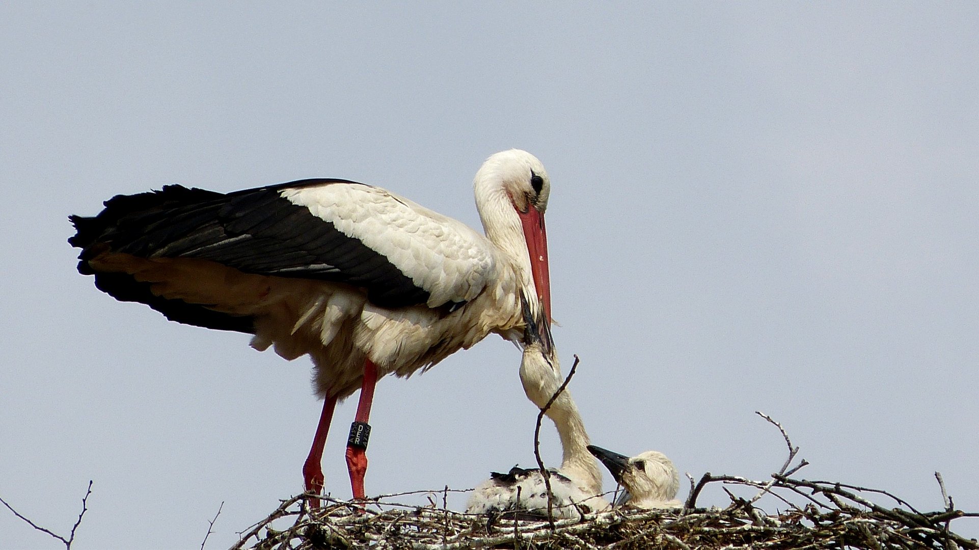 Storch 3