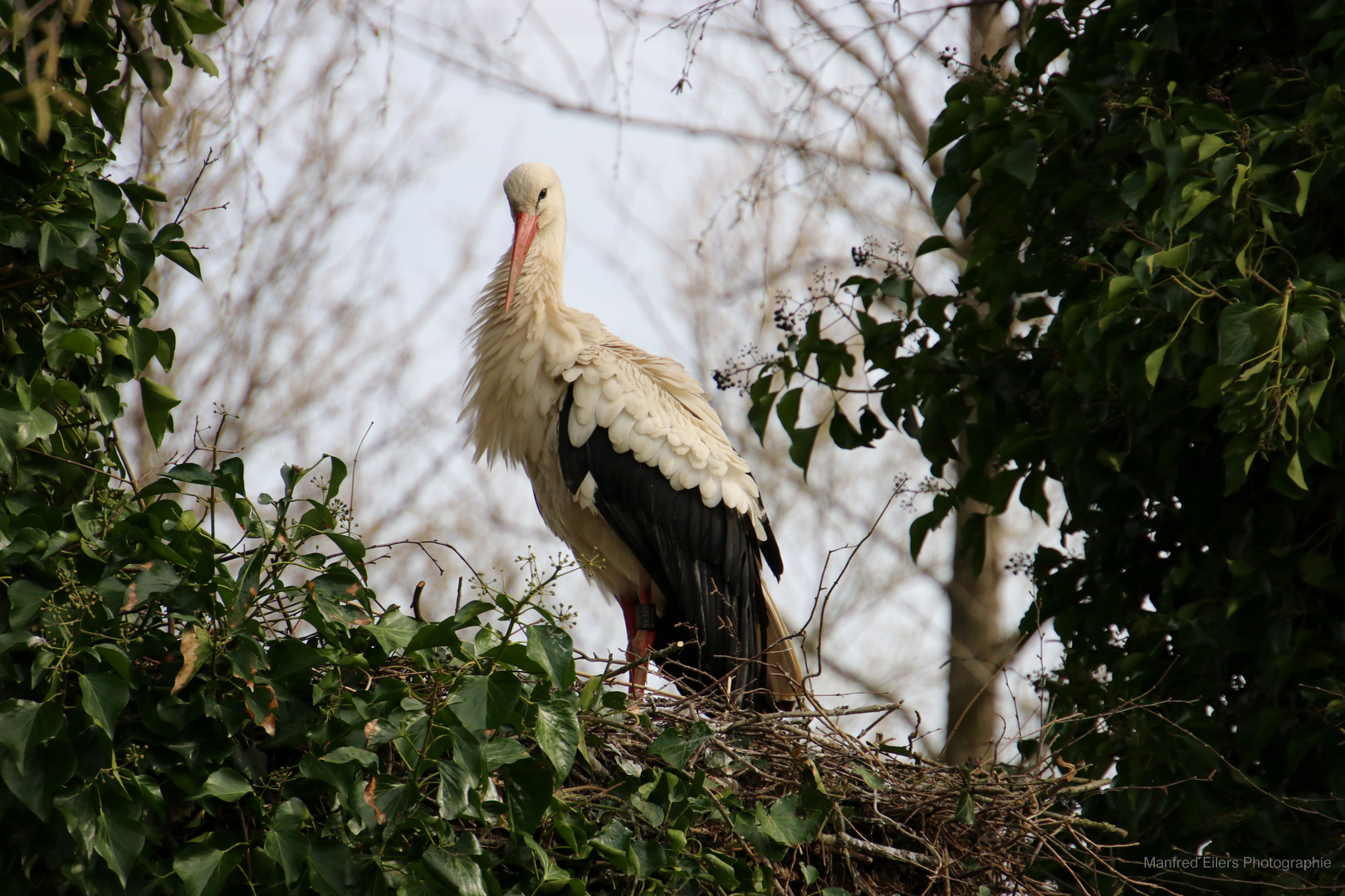 Storch 3