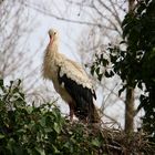 Storch 3