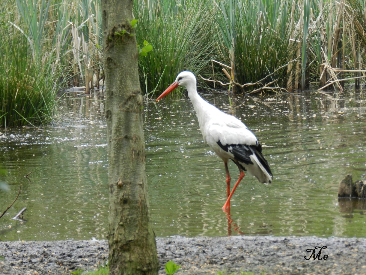 Storch