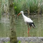 Storch