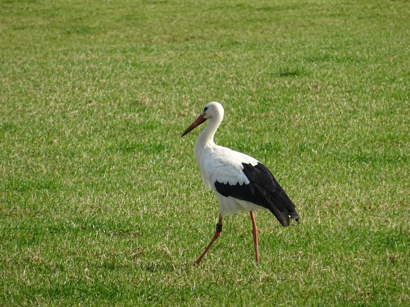 Storch