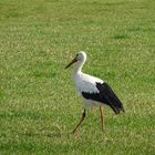 Storch