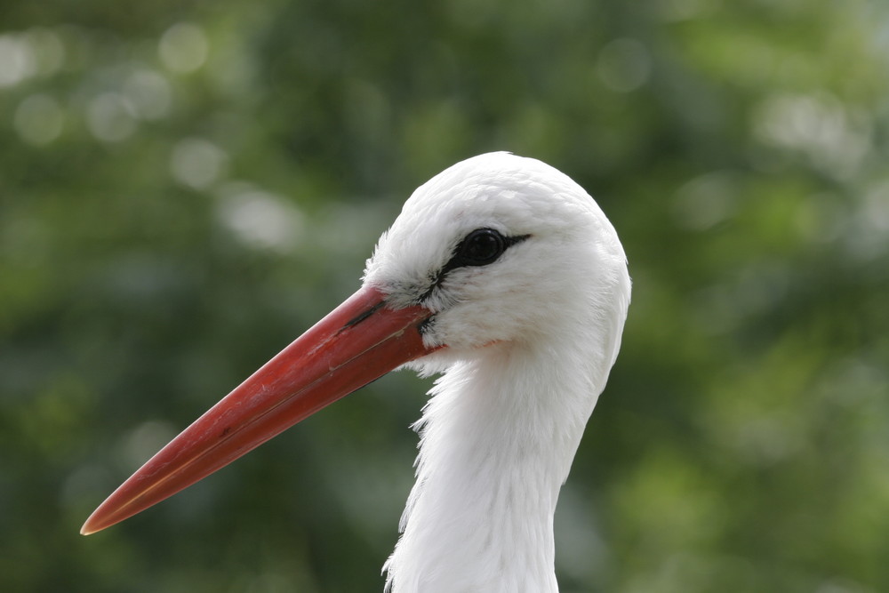 Storch