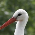 Storch