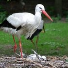 Storch