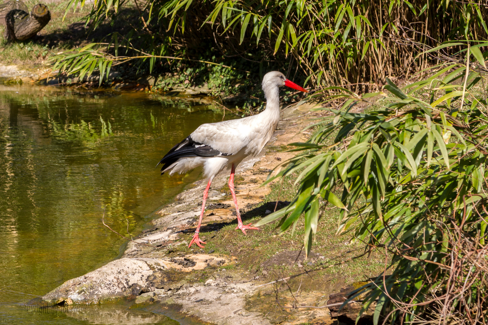 Storch