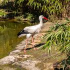 Storch