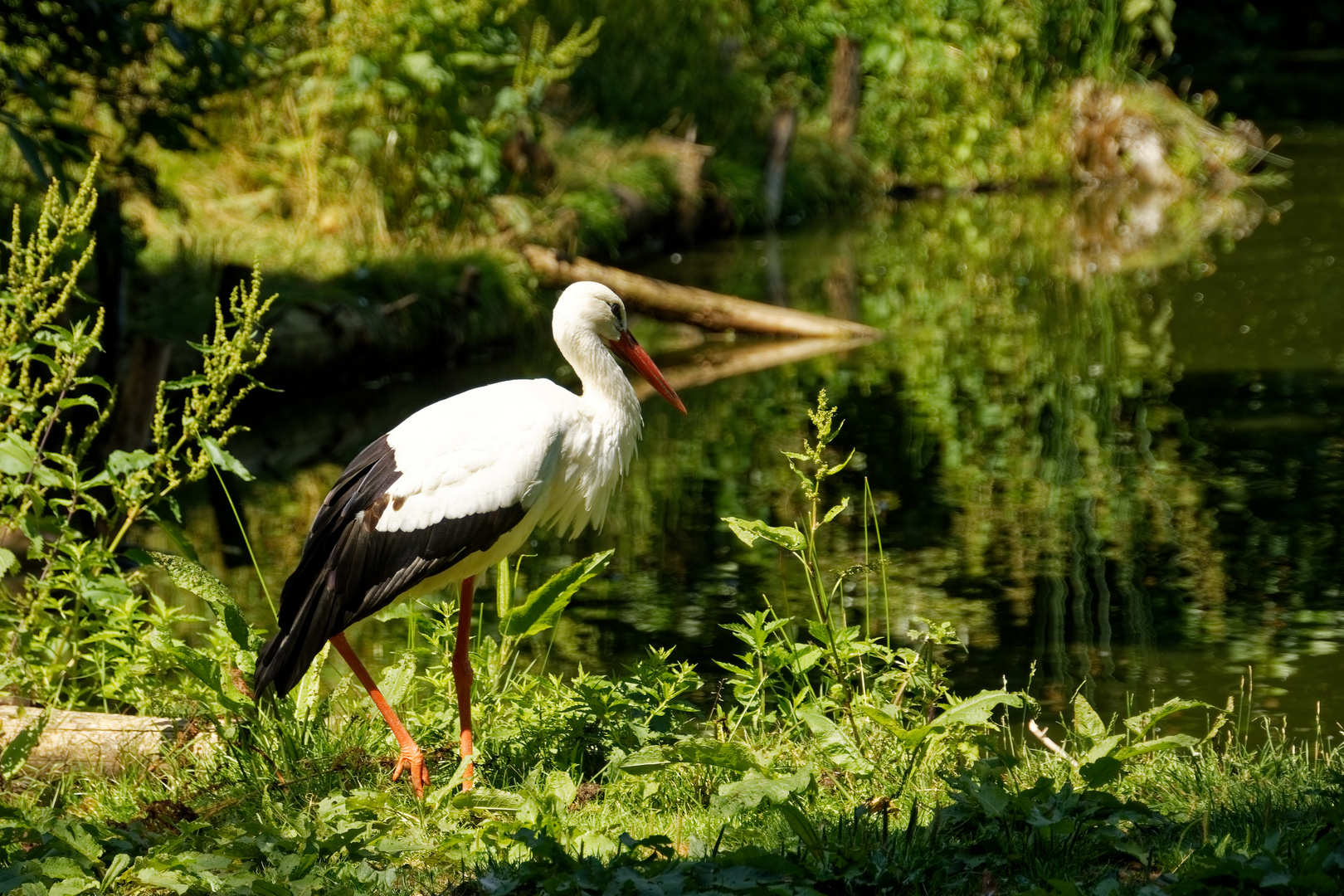 Storch